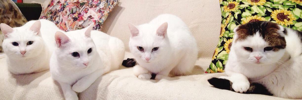 藤井惠 Megumi Fujii banner