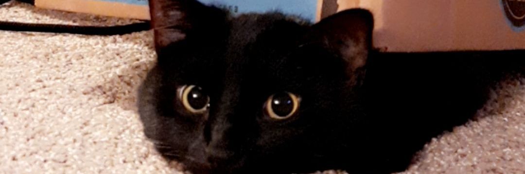 shaygp11's profile banner image