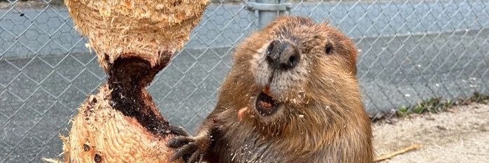 beaveriour's profile banner image