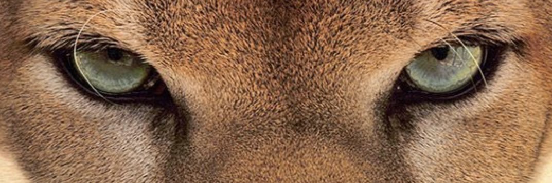 FADÍ 🥷🏾🐆's banner