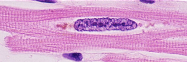 joemaleszewski Profile Banner