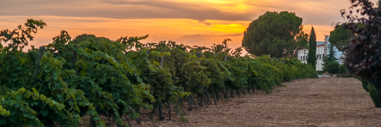 Punctum Biodynamic Family Vineyards banner