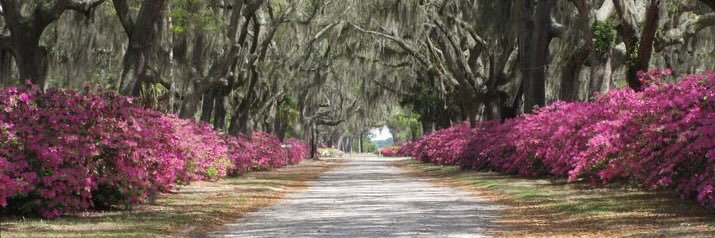 🇺🇸Libby🇺🇸🦅 banner