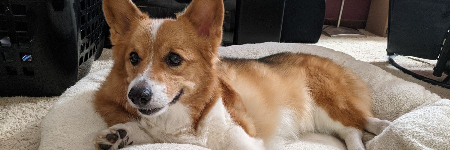 CoffeeNCorgis 🐶 banner