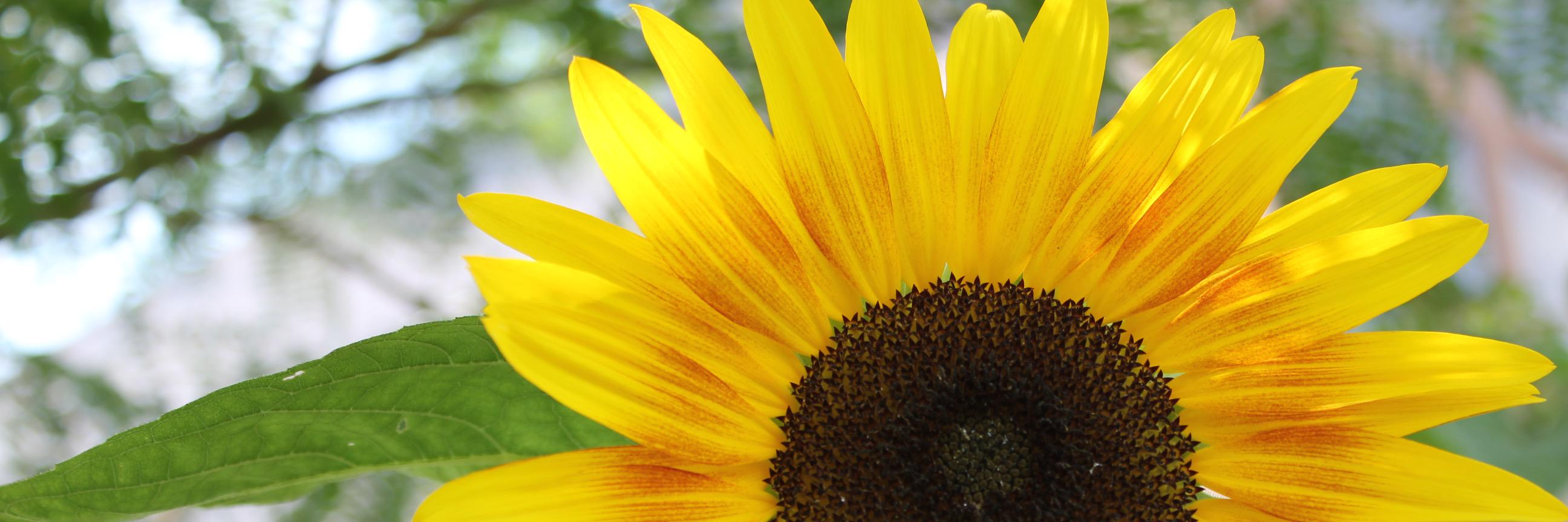 Chrissy Ensign banner