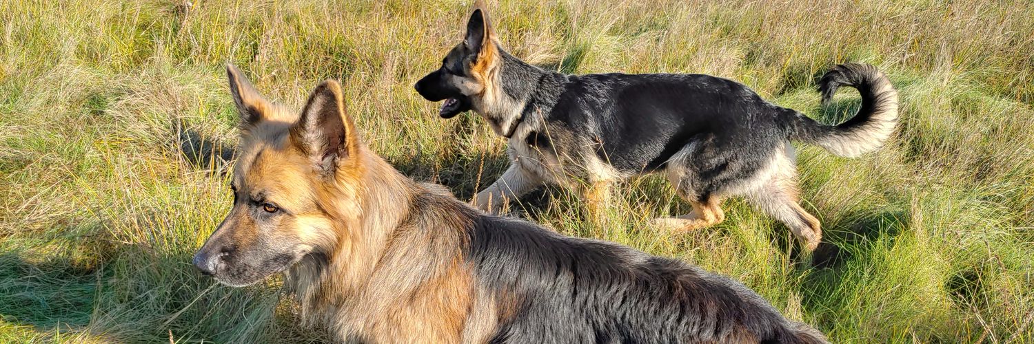 Nicola Graham-Kevan PhD banner