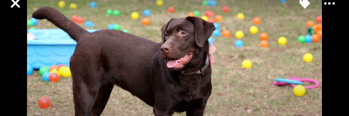 Sharlene Shell banner