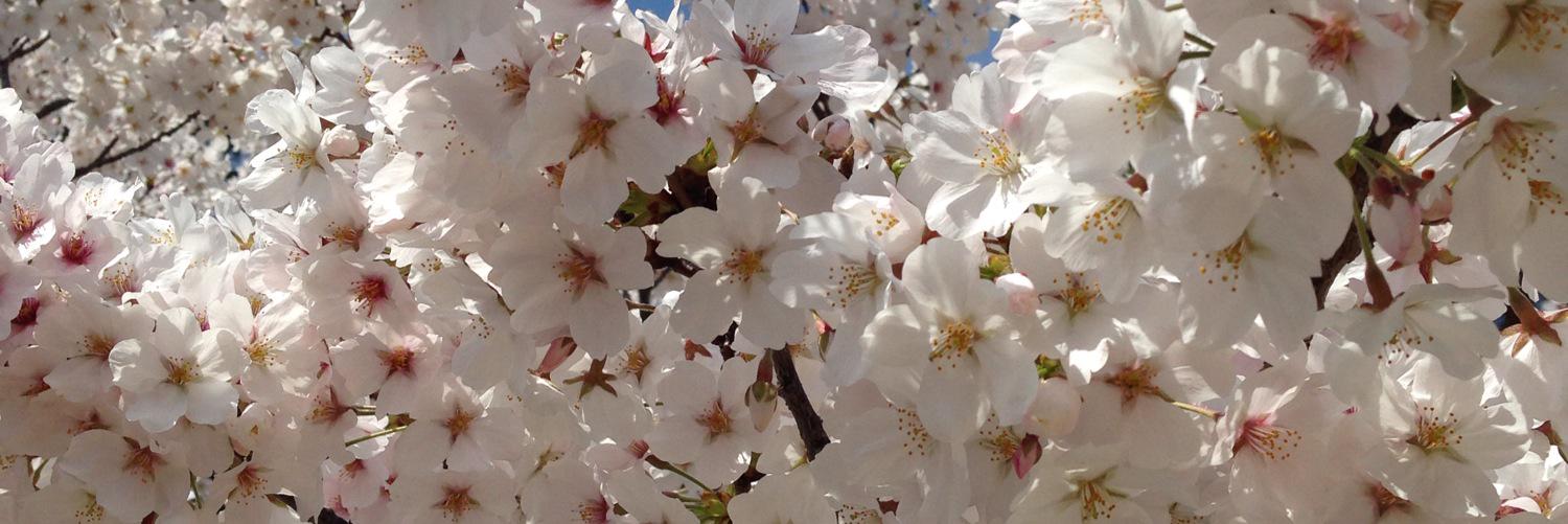 chiyan1027's profile banner image