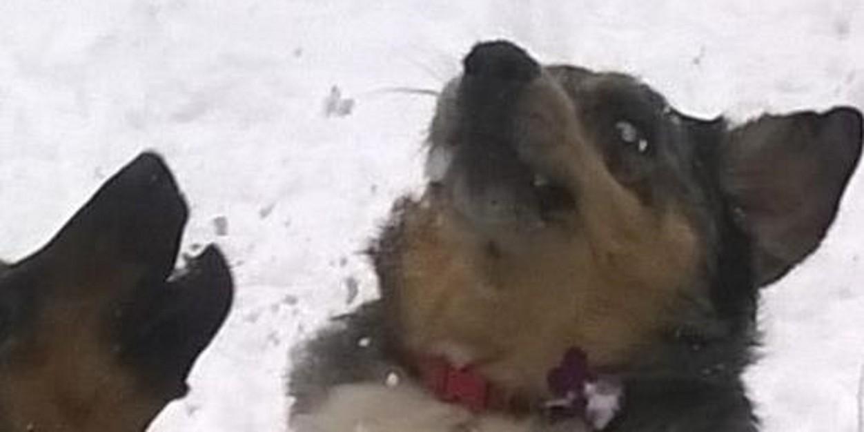 Captain_Keyes banner