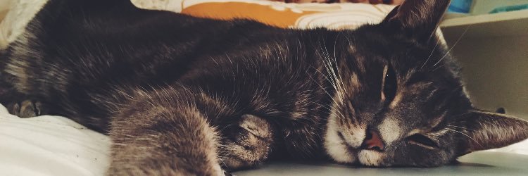 giannaferraro_'s profile banner image