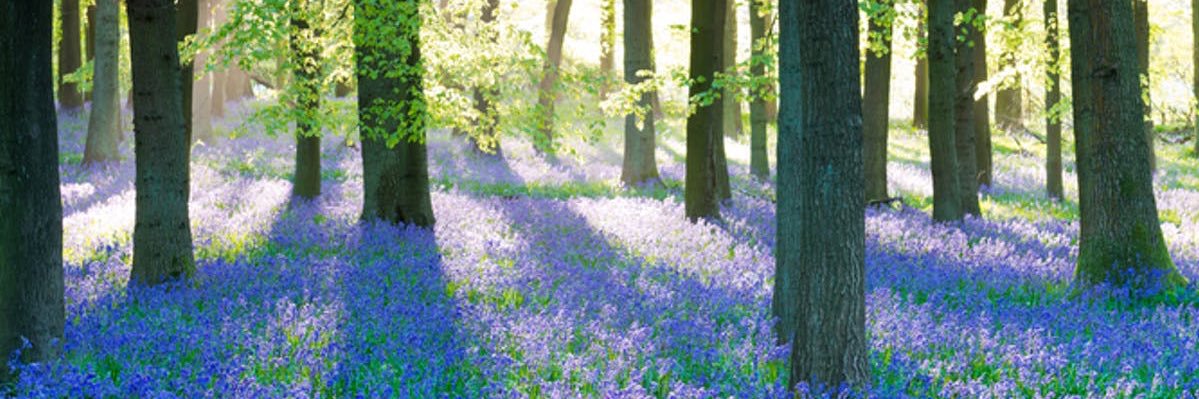 Yva_Lane's profile banner image