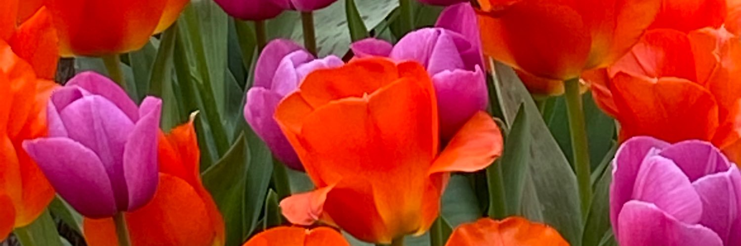 SJowl's profile banner image