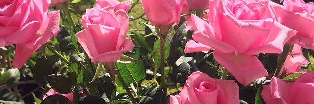 mitsikatsi's profile banner image