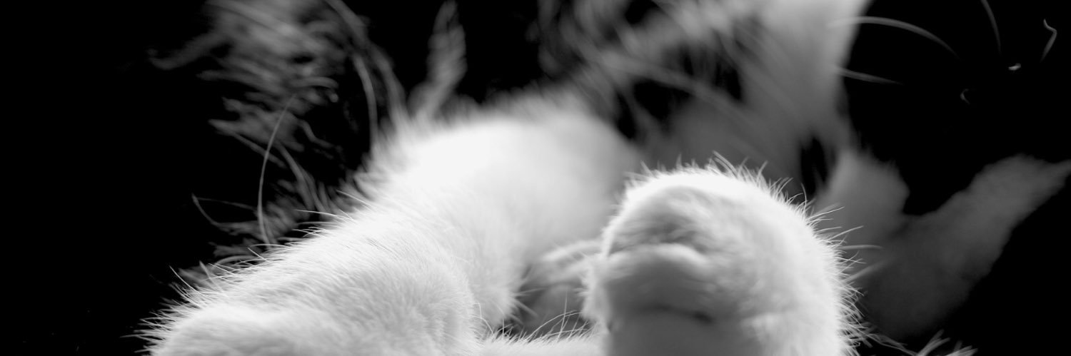 lidiadimov's profile banner image