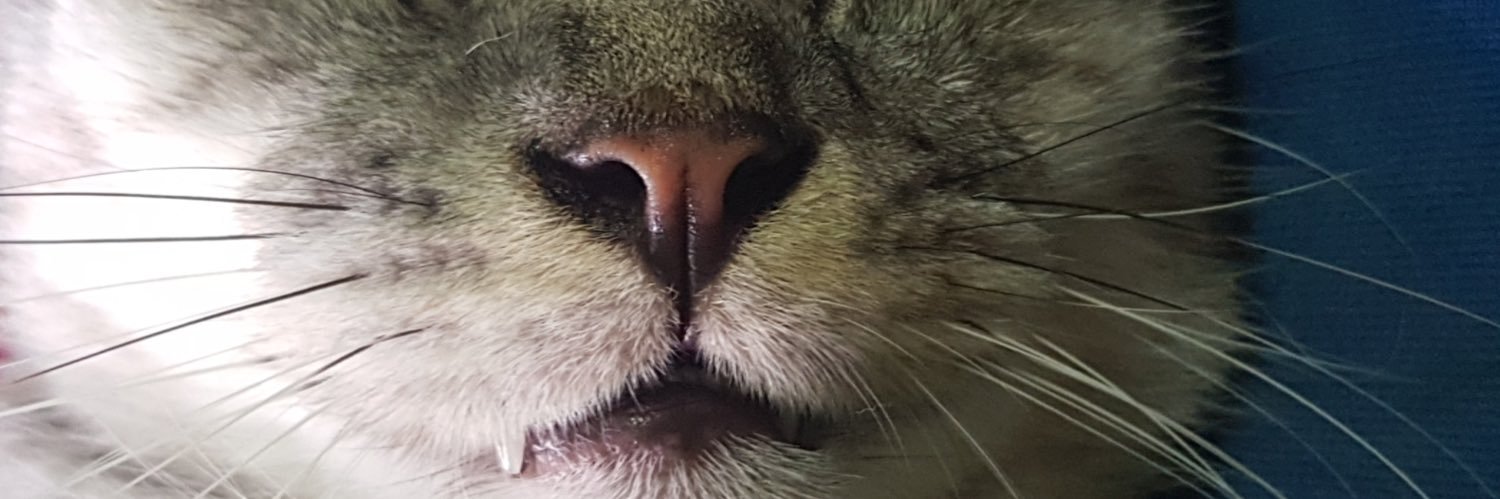 Faroded's profile banner image