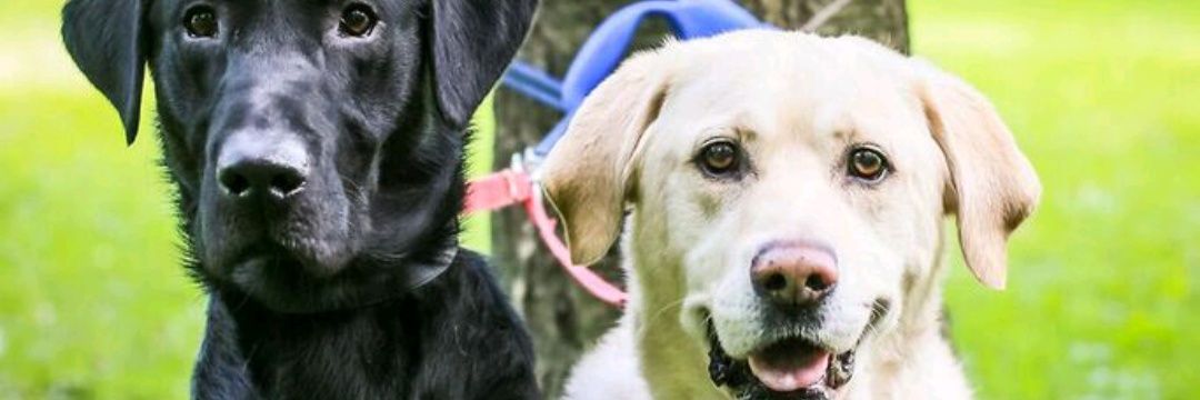 k8tiecookie's profile banner image