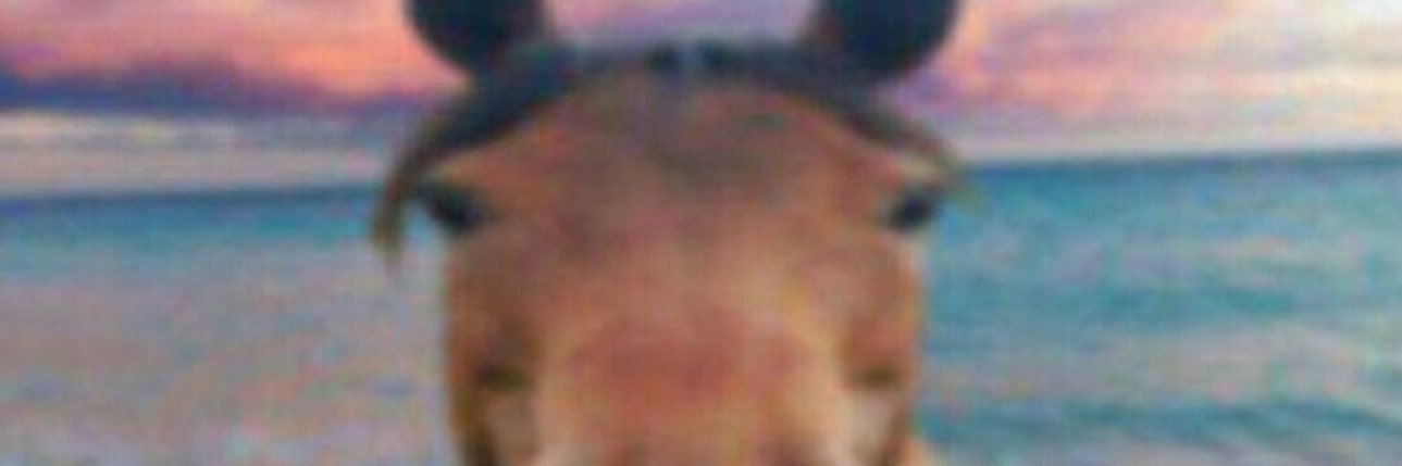 brooklynicoleee's profile banner image