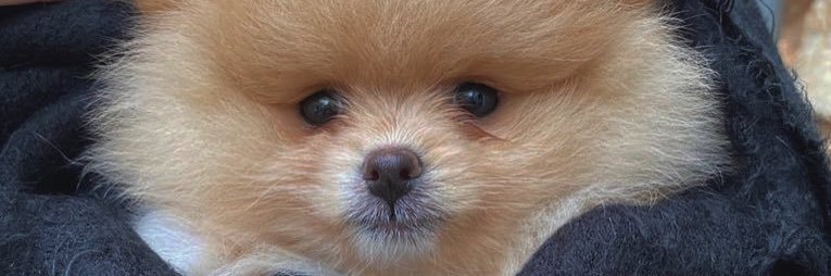 xeniapulido's profile banner image