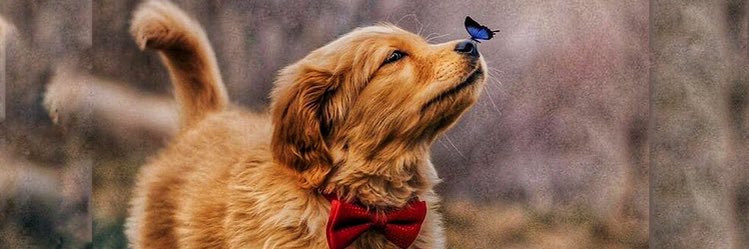 sesutella's profile banner image