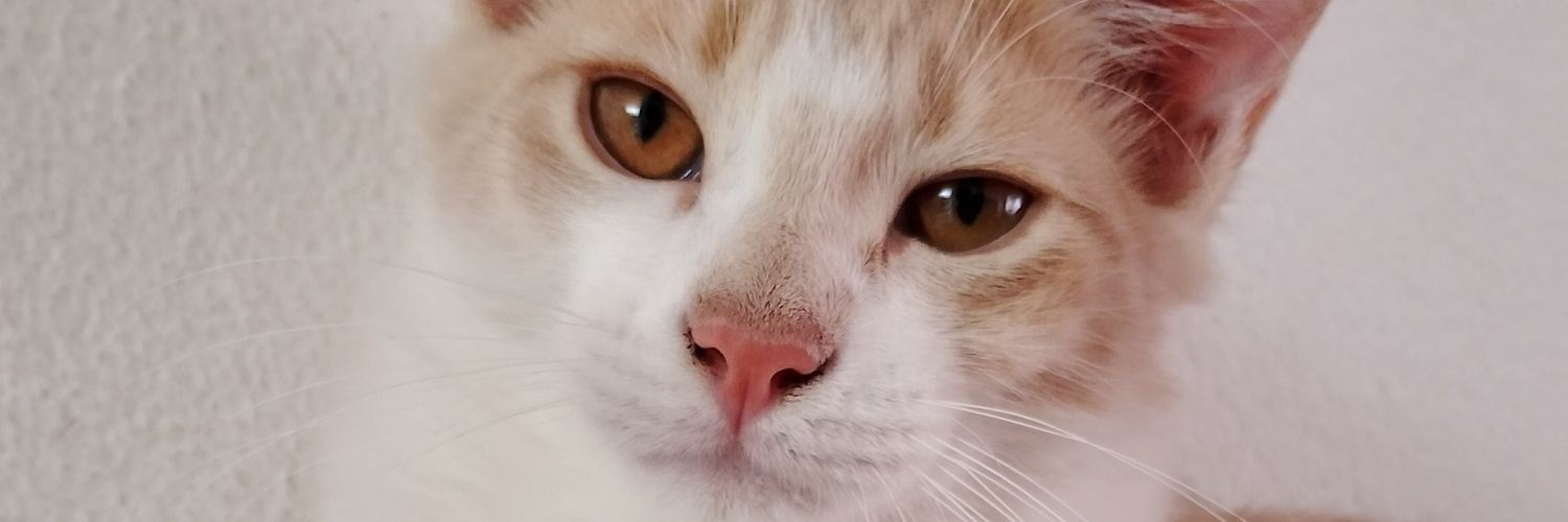 HoldMeShadows's profile banner image
