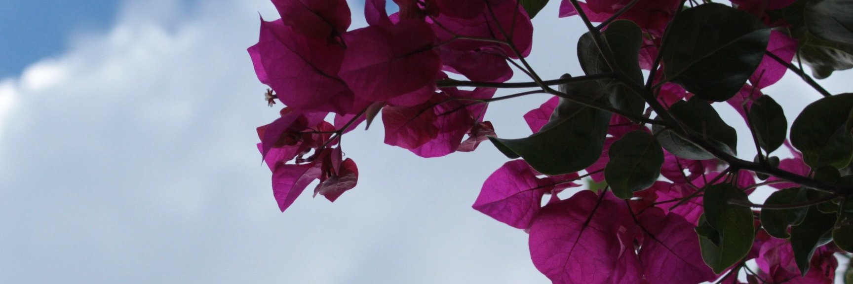 vitoferrero's profile banner image
