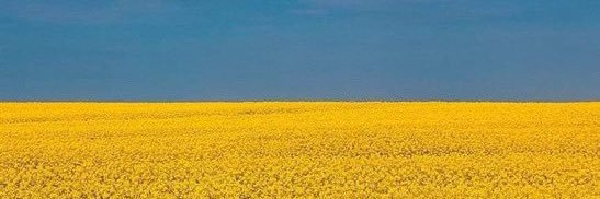 William Hamon 🌊 🌻 banner