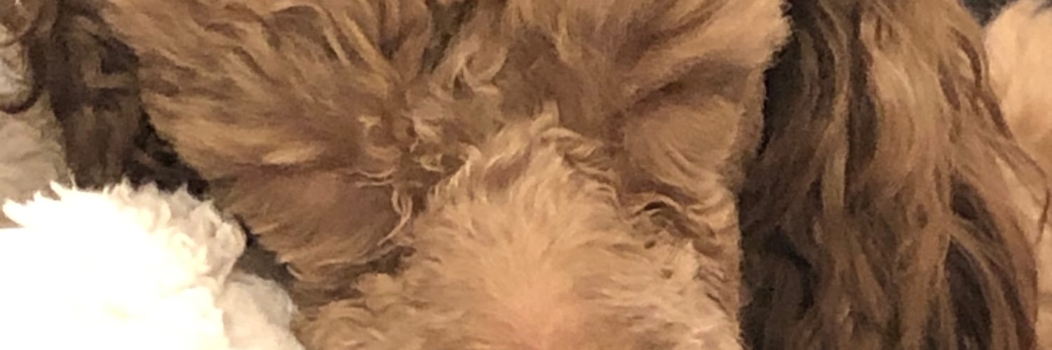 Poodle Mom banner