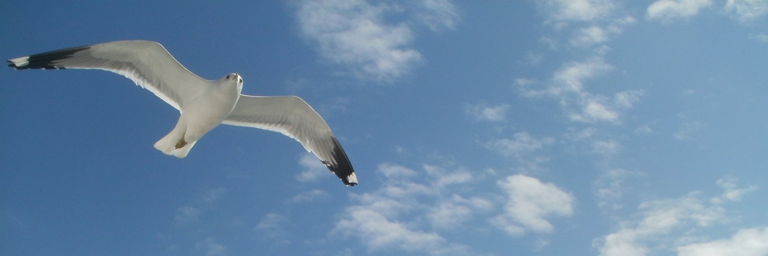 yasarkaba's profile banner image