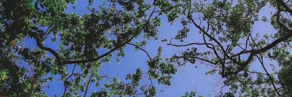 eunoiabluee's profile banner image