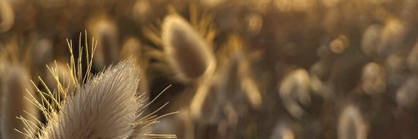 JackyRobus Profile Banner