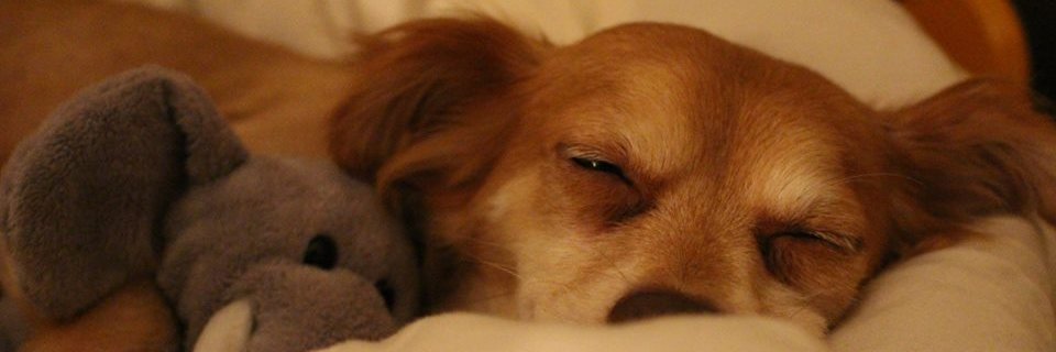 cappucappu94's profile banner image
