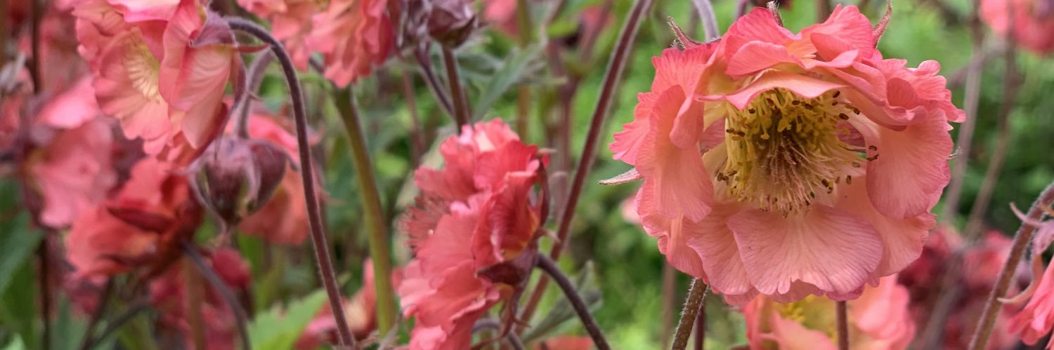 Fran Sherbourne banner