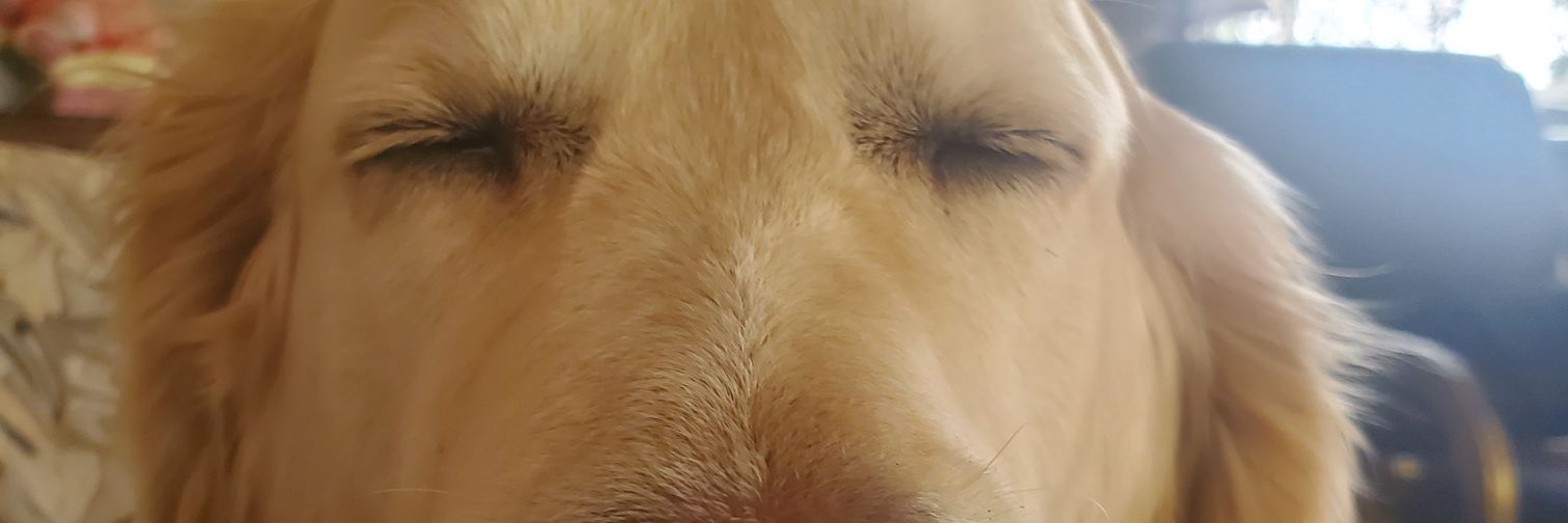 chefdanj81's profile banner image