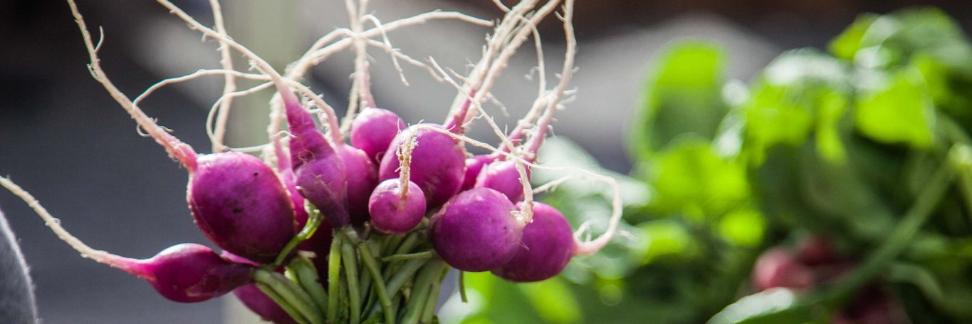 Sustainable Food Center banner
