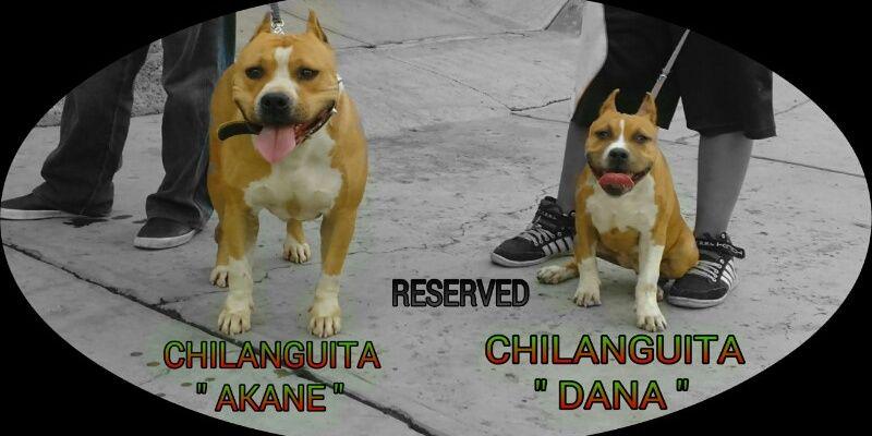 ChilangosBull's profile banner image