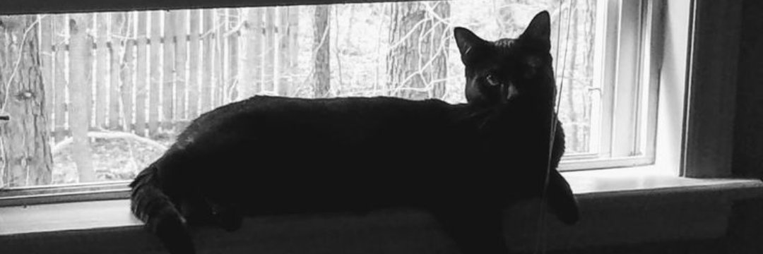 Foggy Cat Feet's banner