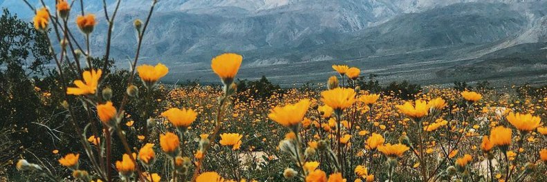 Dr. Meetze-Hall banner