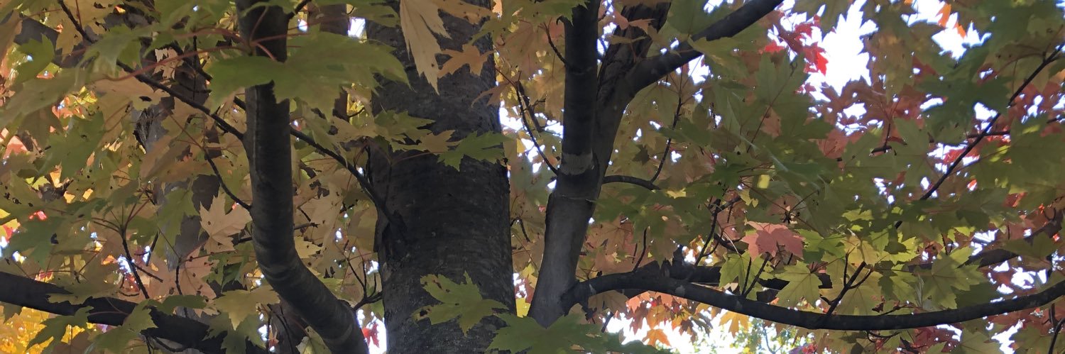 JanetEllsworth1's profile banner image