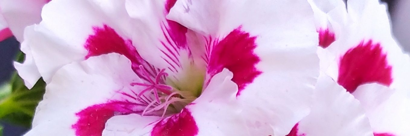PerilliAngela's profile banner image