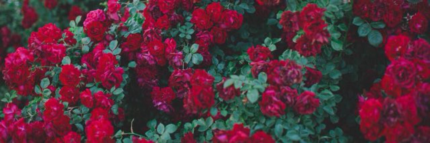 hnaay91's profile banner image