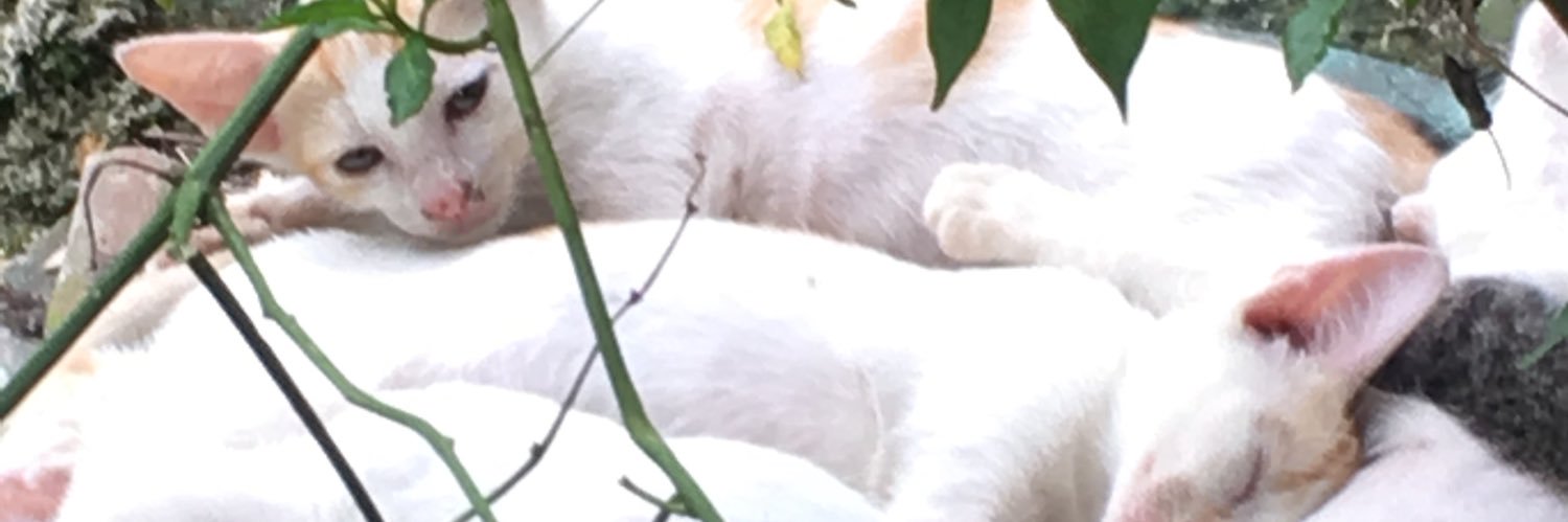 _rhmn_jzl's profile banner image