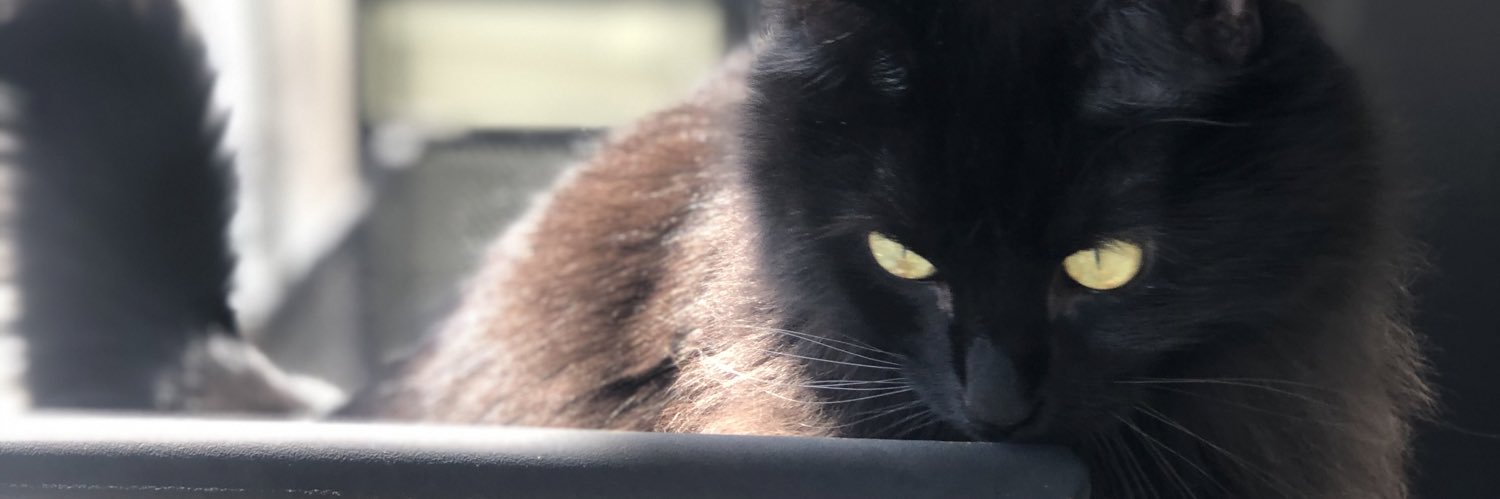 MollyDeeee's profile banner image