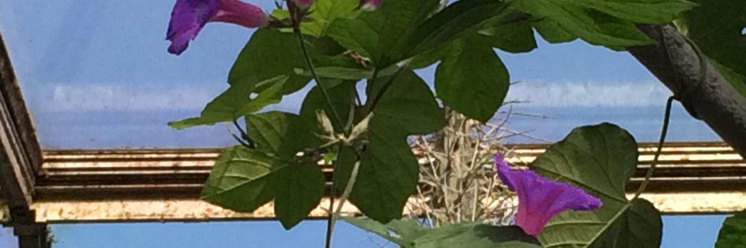 Mahtyah's profile banner image