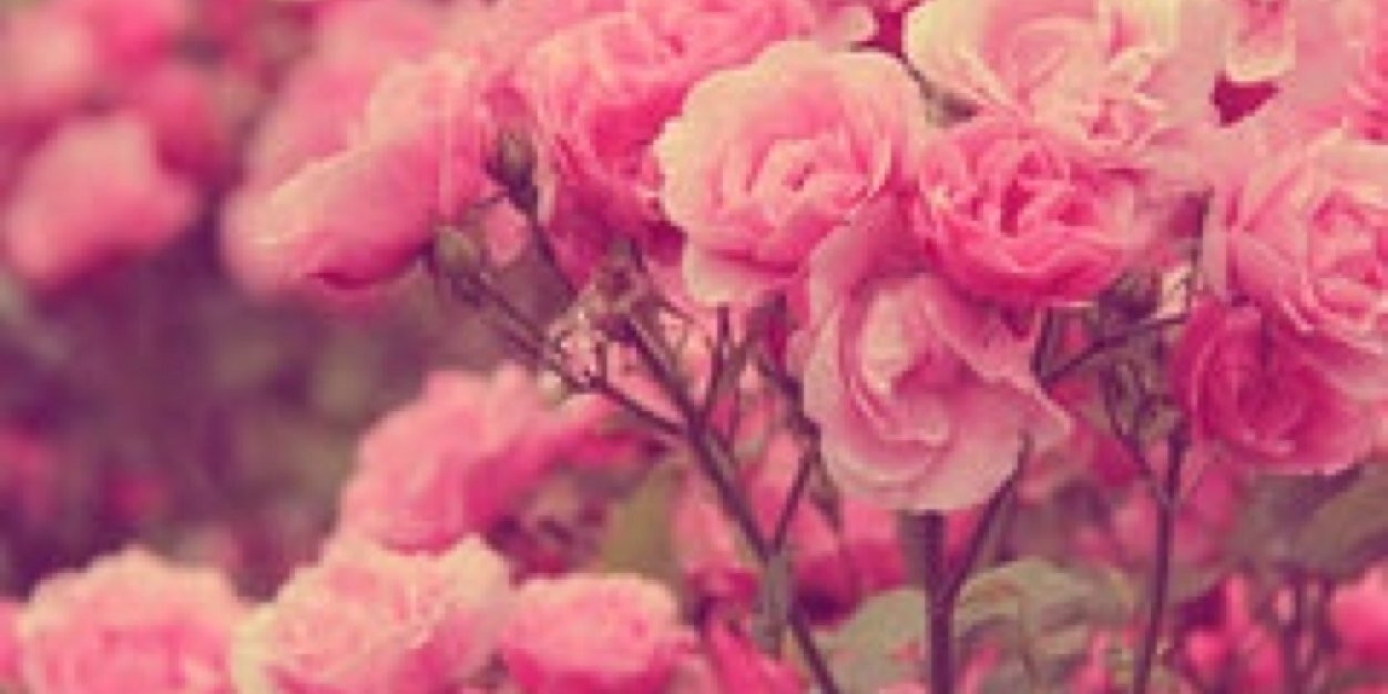 Julee_____'s profile banner image