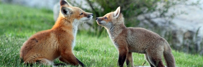 foxie_vos's profile banner image