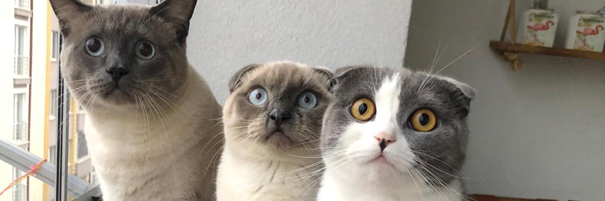 sanslibes's profile banner image