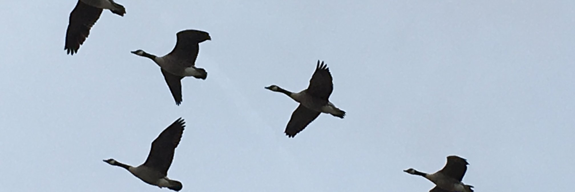 Janet McNulty banner