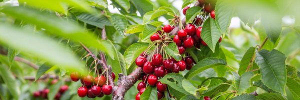 CherryRepublic Profile Banner