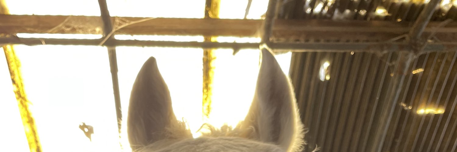equestrian_team's profile banner image