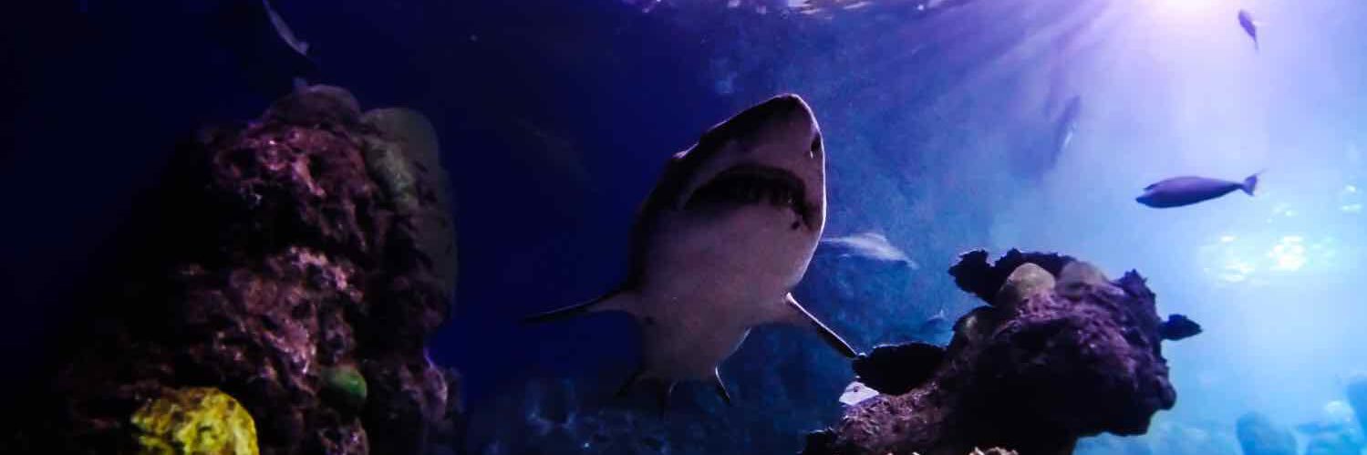 Goliath__Online's profile banner image